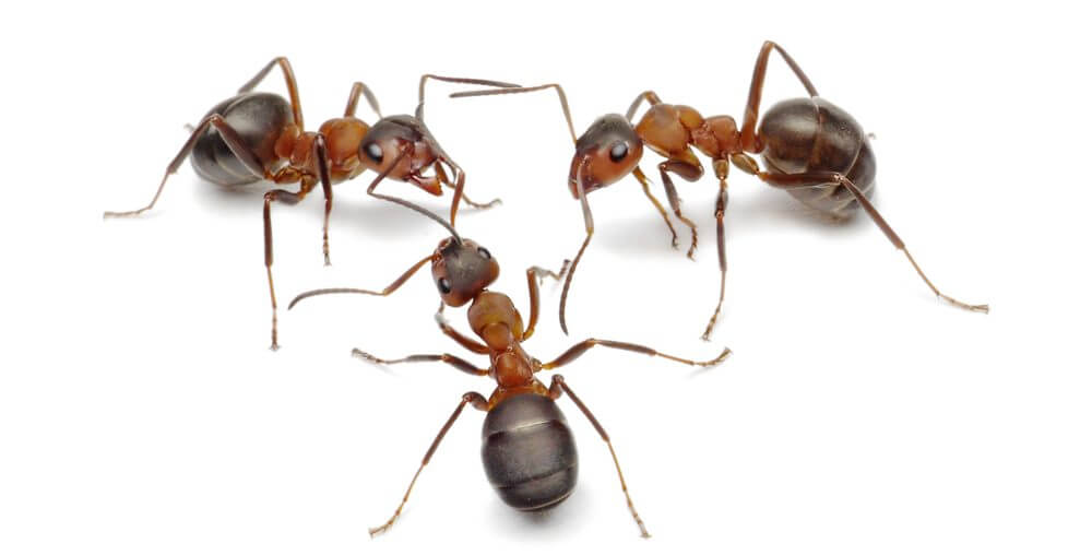 How Do I Get Rid of Ants in My Property?