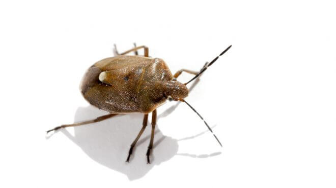 How Do I Get Rid of Bed Bugs?