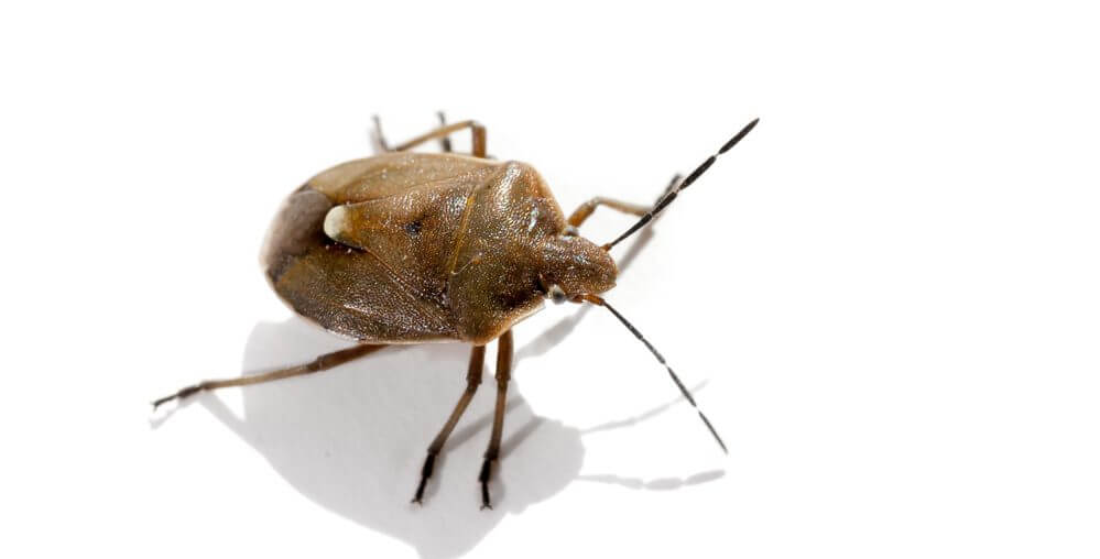 How Do I Get Rid of Bed Bugs?