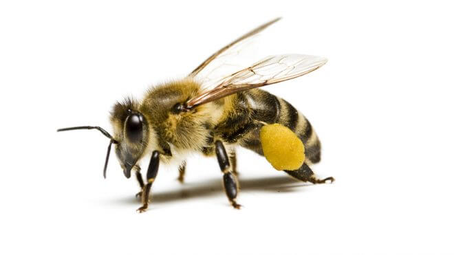 How to Get Rid of Problematic Bees