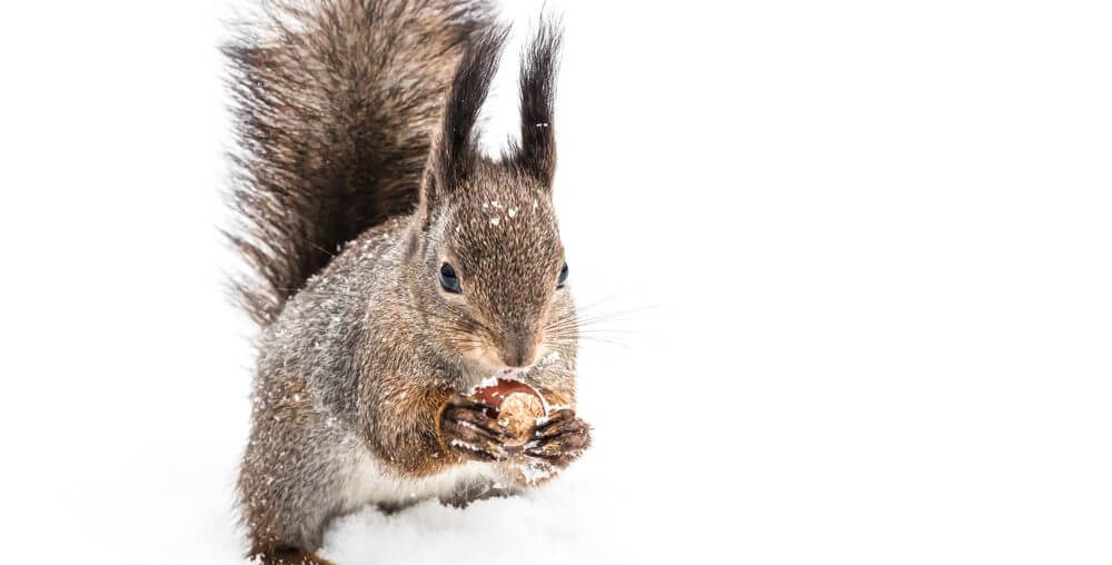Should You Use Pest Control for Grey Squirrels?