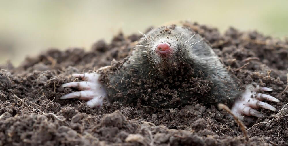 Do Mole Infestations Require Pest Control?