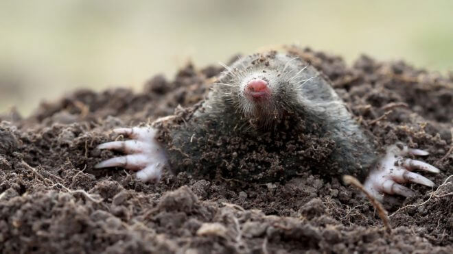 Do Mole Infestations Require Pest Control?