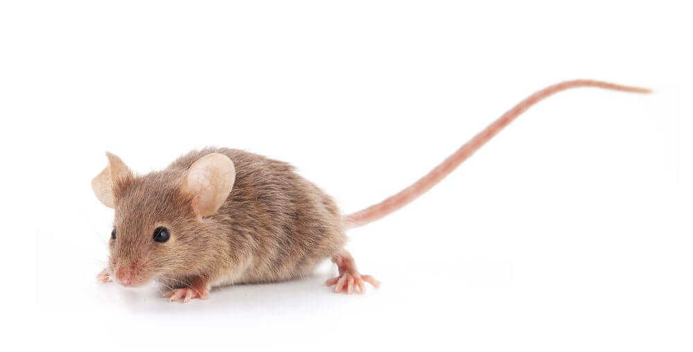 What to Do in the Event of a Rodent Problem