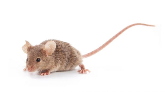 What to Do in the Event of a Rodent Problem