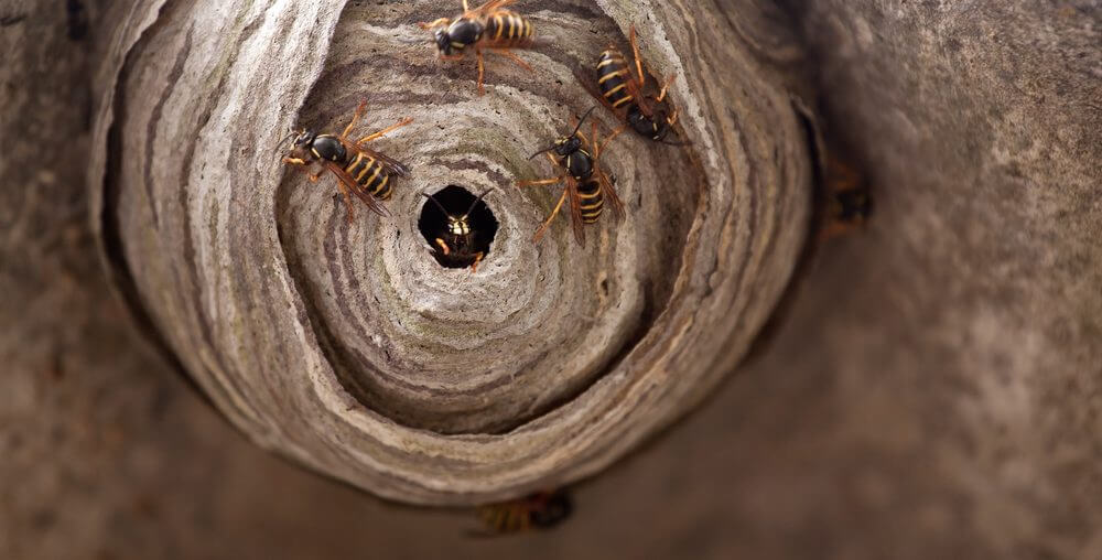 How to Contend with Wasp Infestations