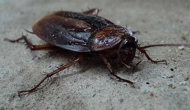 How To Prevent Cockroach Infestations.