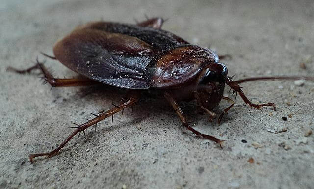 How To Prevent Cockroach Infestations.