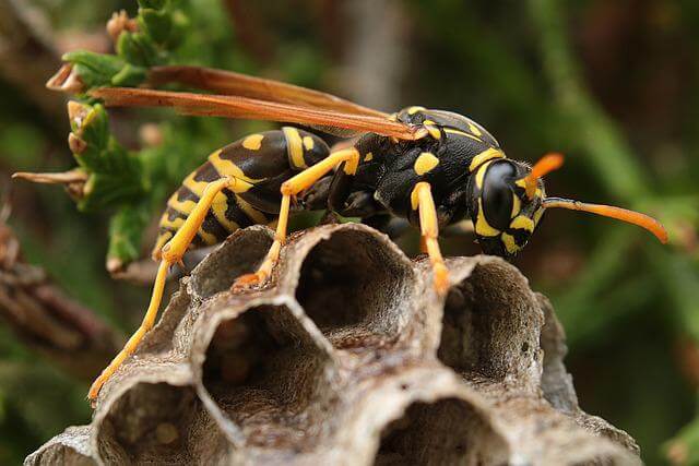 A Wasp Nest Removal Guide - Pests Control Glasgow